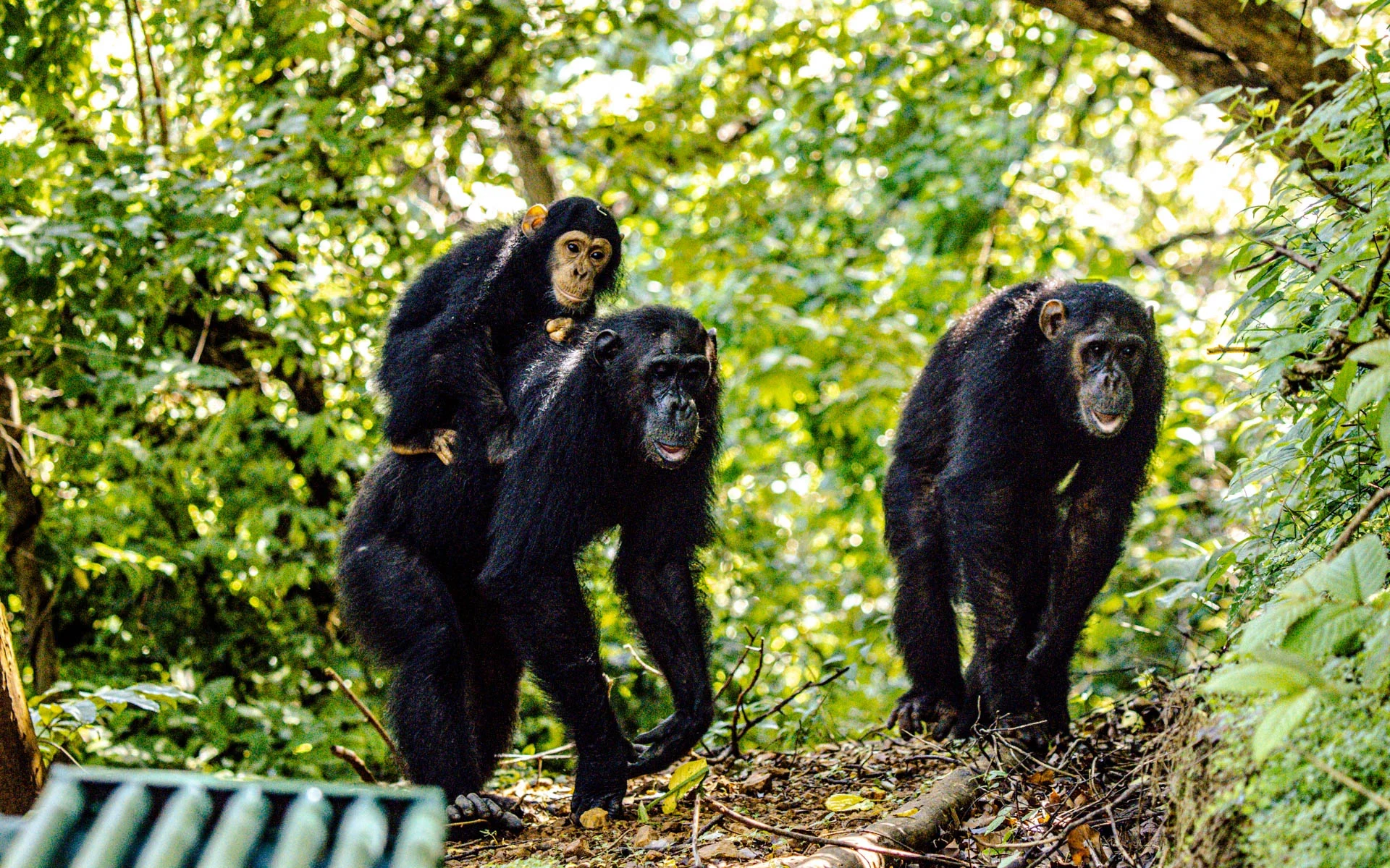 Chimpanzees walking through Gombe forest