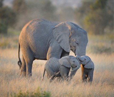 Elephant family walking through golden grass