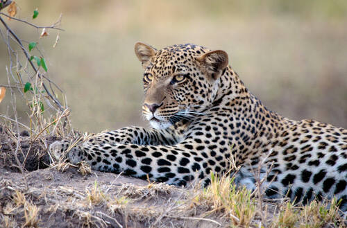 Leopard resting in the grass on a safari plain