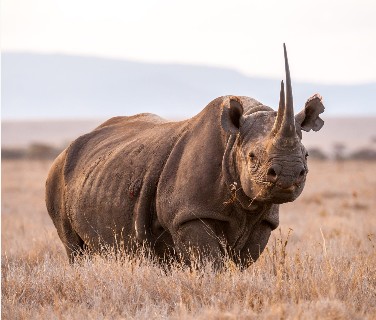 Rhino standing on an East African safari plain
