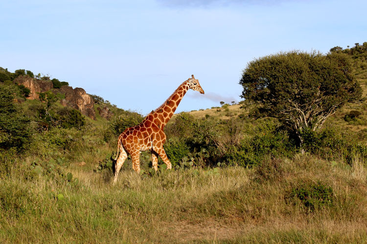 Reticulated giraffe in Loisaba Conservancy