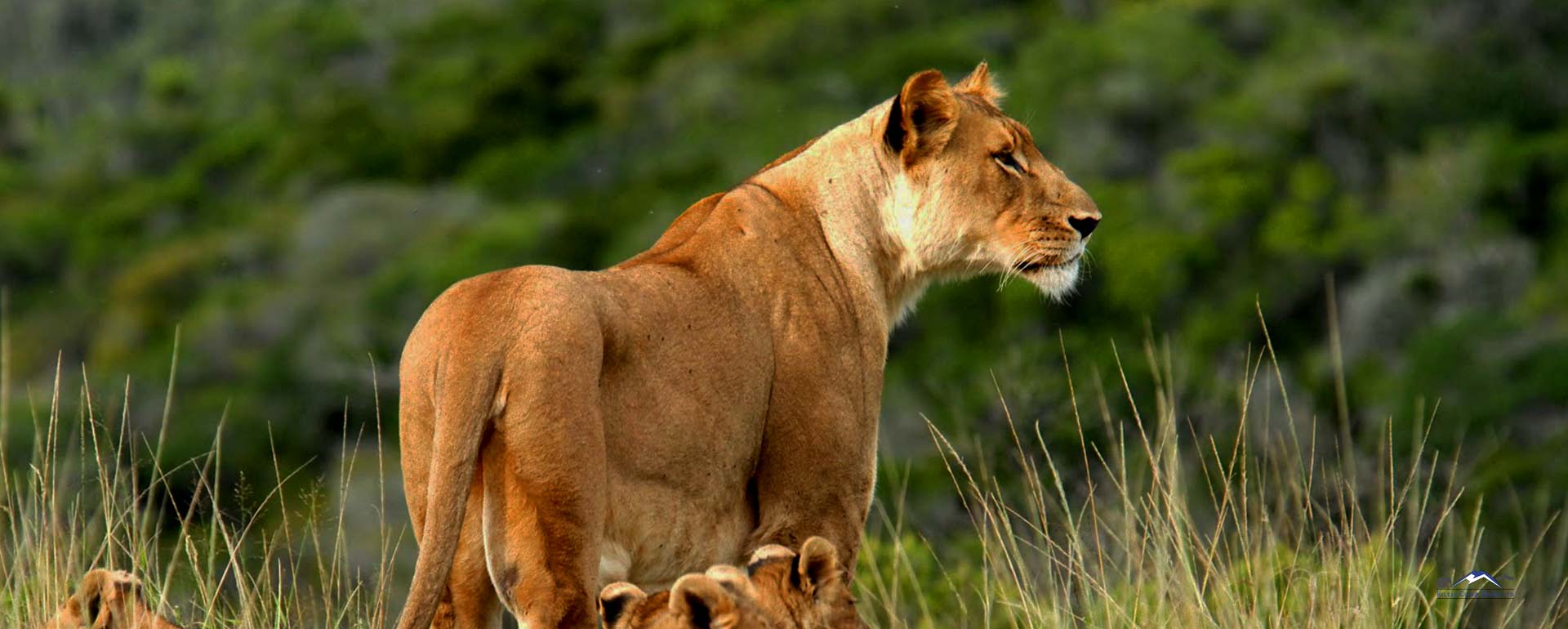 Lioness in Meru National Park