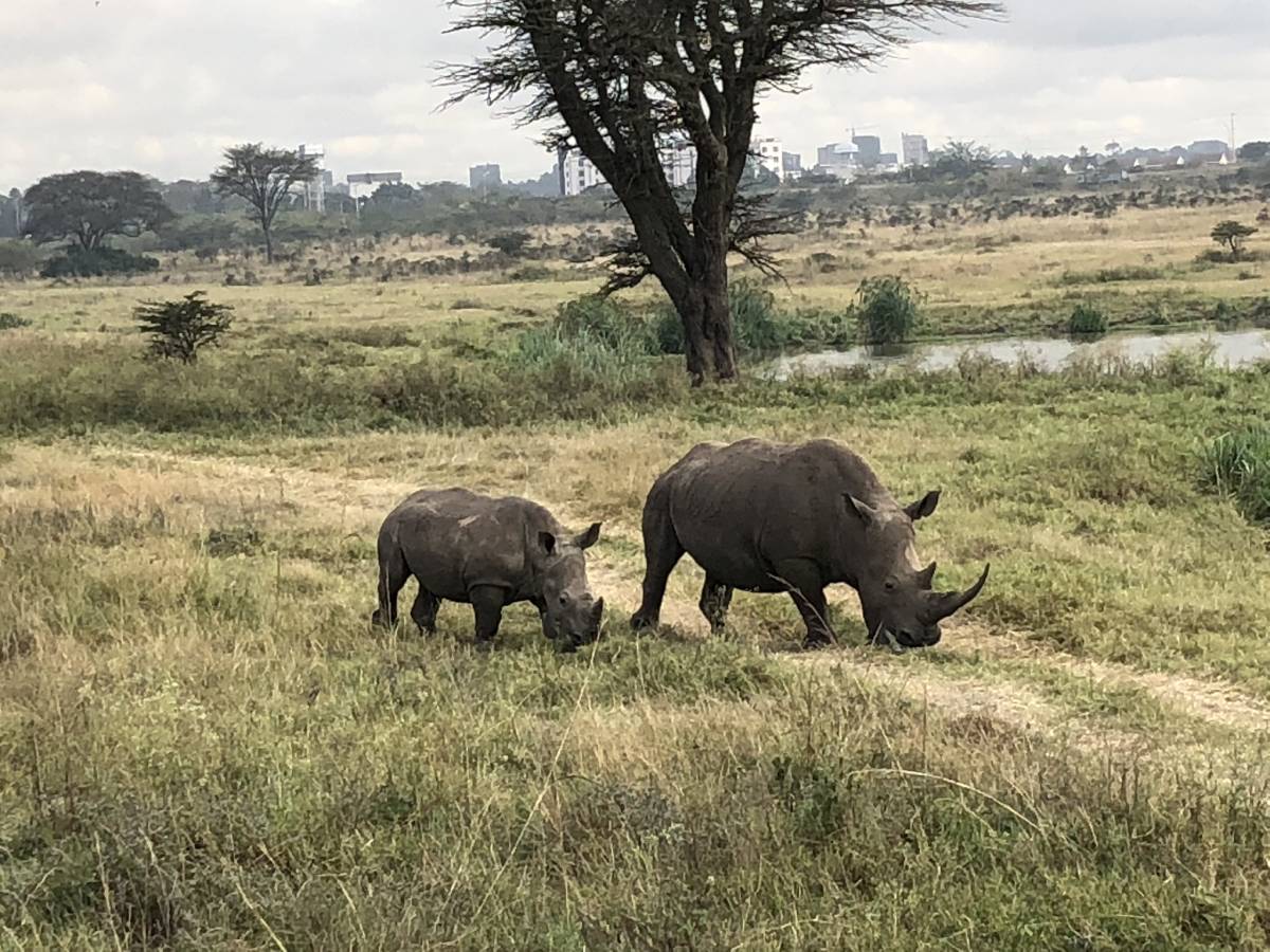 Rhinos grazing in Ol Pejeta Conservancy