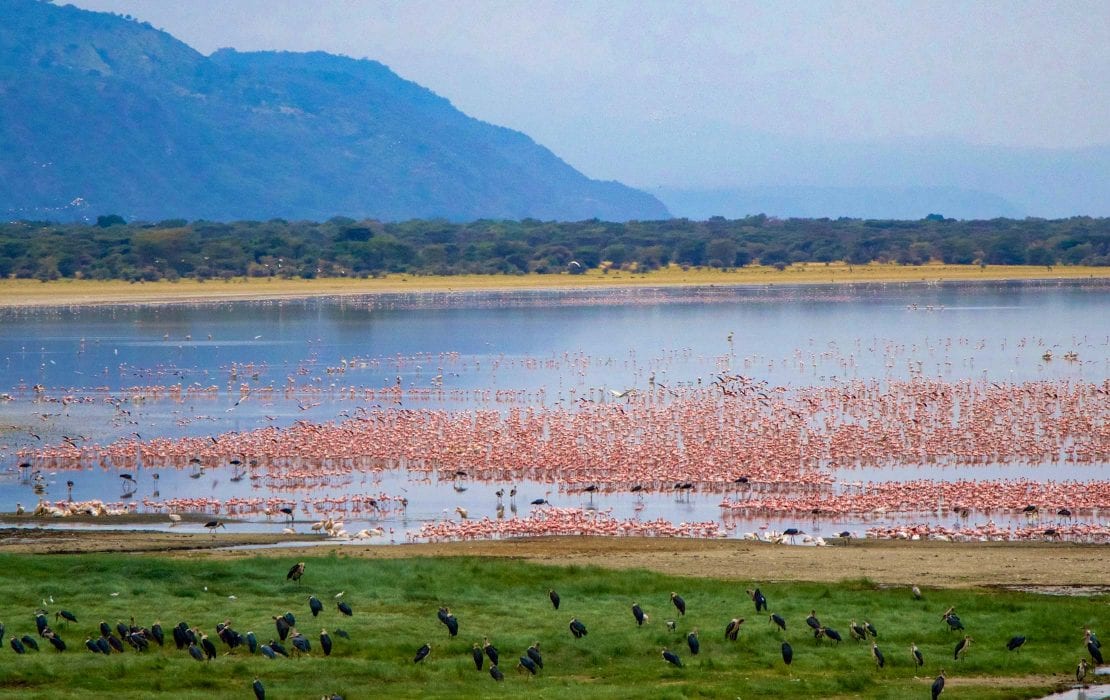 Lake Manyara flamingos and lake landscape