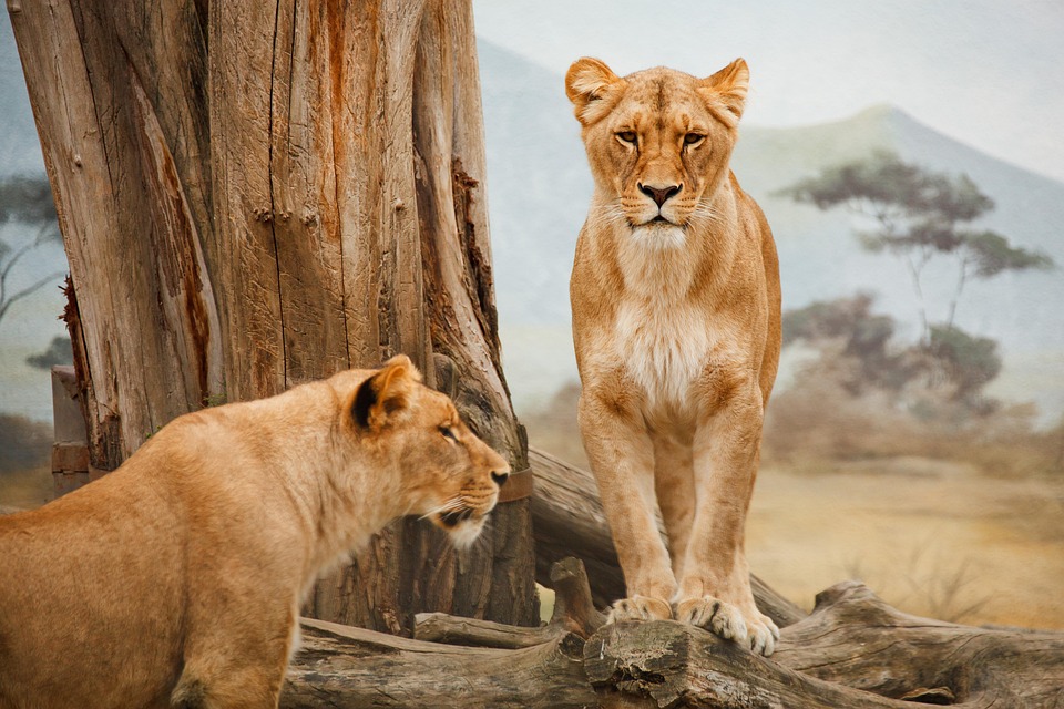 Lionesses resting in an East African safari landscape
