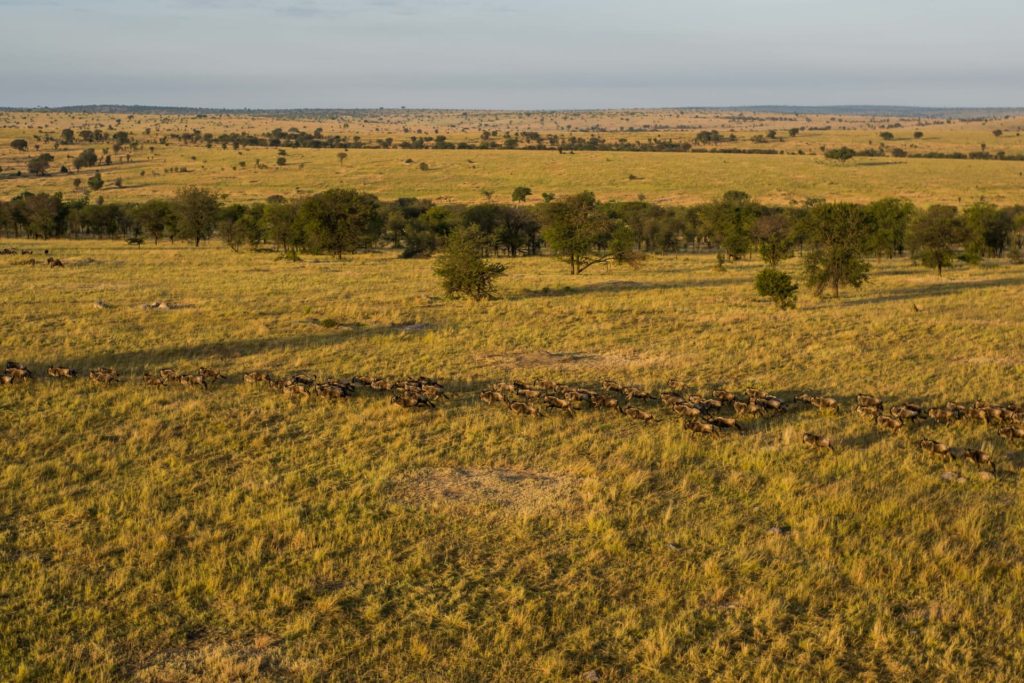 Endless golden plains in Serengeti National Park