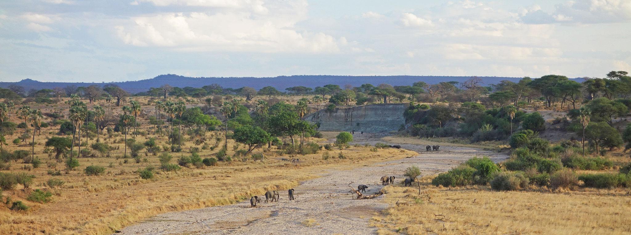Tarangire safari landscape